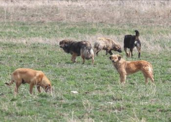 Lazer Tabancayla Köpek Öldürme Davasında Karar