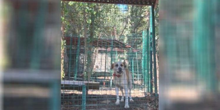 Mahalleli BUPaws barınağına dava açmaya hazırlanıyor