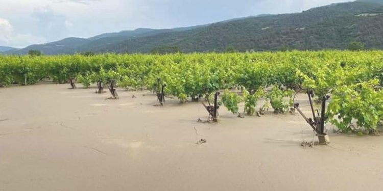 Manisa’yı sağanak vurdu, üzüm bağları göle döndü