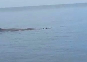 Marmaris’te Balina Heyecanı