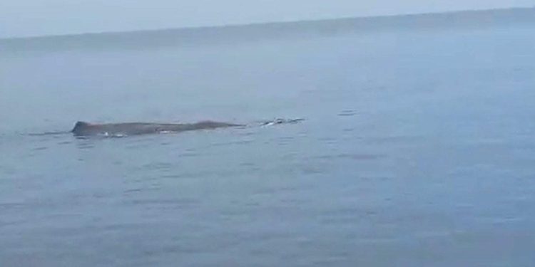 Marmaris’te Balina Heyecanı