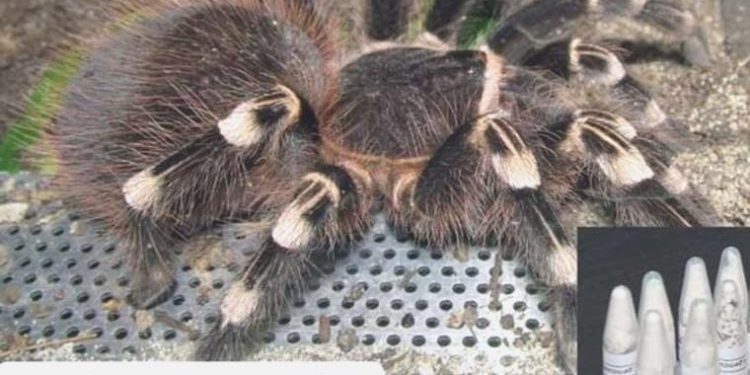 Muğla’da 76 tarantula ele geçirildi