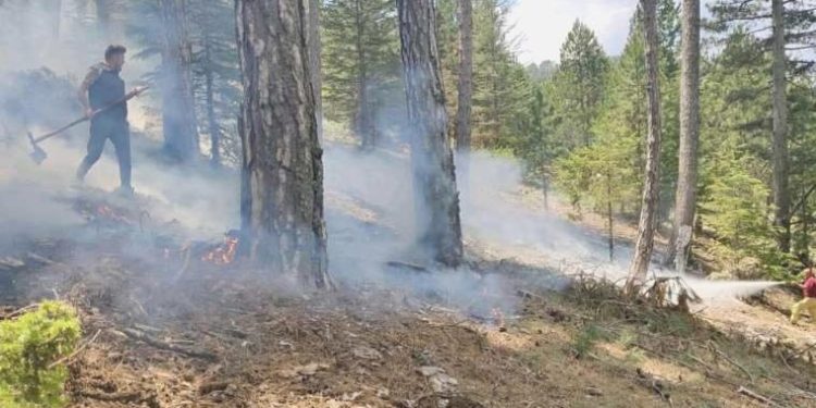 Muğla’da düşen yıldırımlar nedeniyle 1 hektar orman yandı