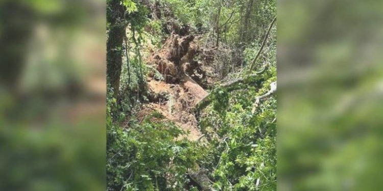 Muğla’da turistlerin üzerine ağaç devrildi: 1 Rus vatandaşı hayatını yitirdi