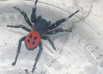 Muğla’nın akabinde: Zehirli uğur böceği örümceği bir vilayette daha görüldü