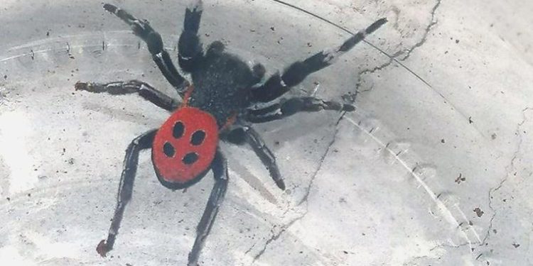 Muğla’nın akabinde: Zehirli uğur böceği örümceği bir vilayette daha görüldü