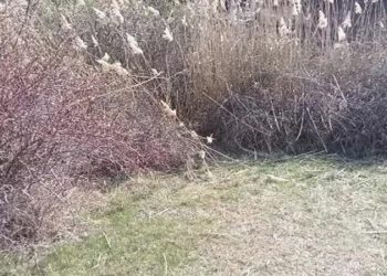 Müthiş olay! Parçalanıp çuvala konulmuş