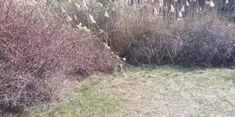 Müthiş olay! Parçalanıp çuvala konulmuş