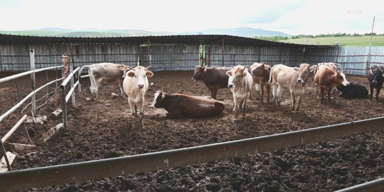 O Kentte Şap Alarmı! Hayvan Pazarları Kapatıldı