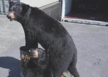 Polonya’da konteynerde doldurulmuş Amerikan kara ayıları ele geçirildi