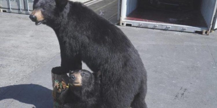Polonya’da konteynerde doldurulmuş Amerikan kara ayıları ele geçirildi