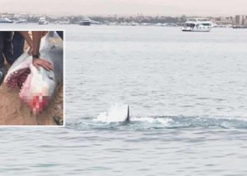 Rus turisti öldüren köpekbalığı mumyalanıyor