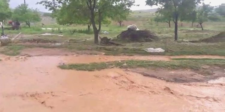 Sağanak ve dolu hayatı felç etti: Onlarca hayvan öldü!