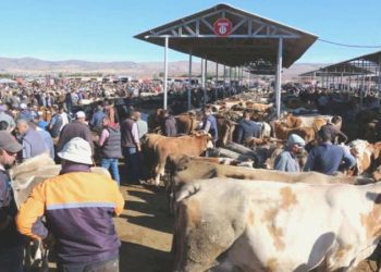 Şap karantinası sonrası Sivas’ta ‘kurban pazarı’ kararı