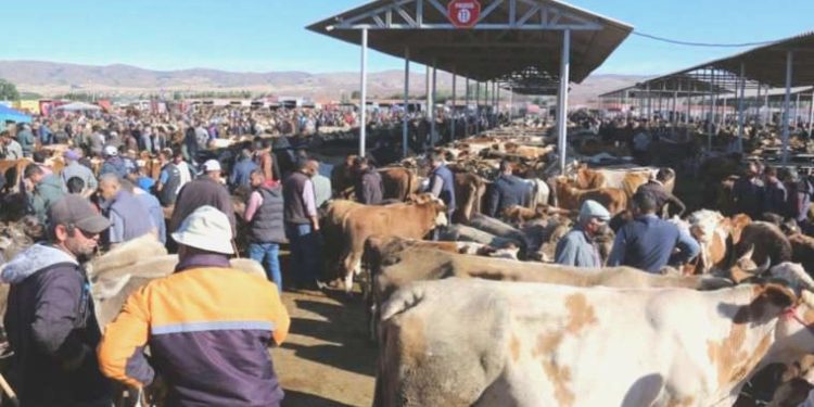Şap karantinası sonrası Sivas’ta ‘kurban pazarı’ kararı