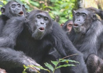 Şempanzeler iki sözcüklü minik cümleler kurabiliyor