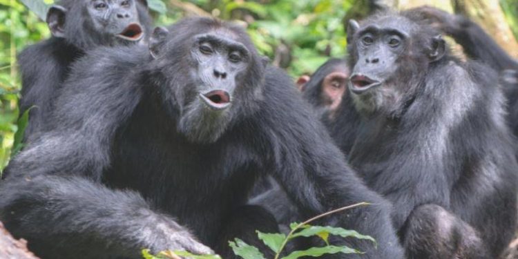 Şempanzeler iki sözcüklü minik cümleler kurabiliyor