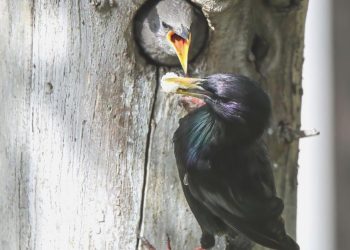 Sığırcık kuşunun yavrularını besleme anı görüntülendi