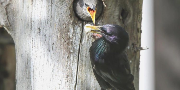 Sığırcık kuşunun yavrularını besleme anı görüntülendi