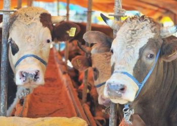 Sokakta kurban bölümü için istenen cezalar muhakkak oldu!