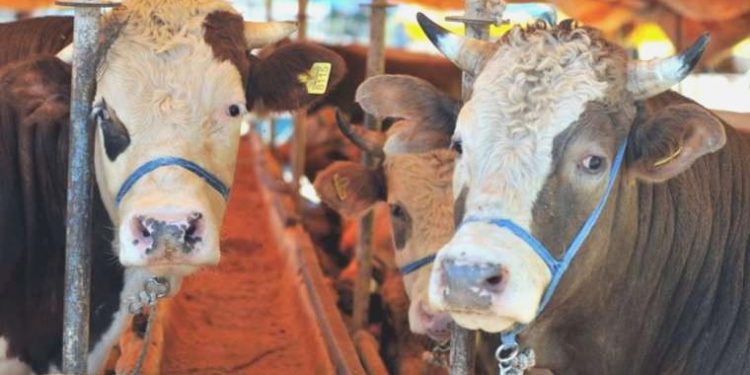 Sokakta kurban bölümü için istenen cezalar muhakkak oldu!