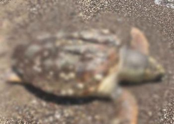 Sürat teknesinin çarptığı caretta caretta öldü