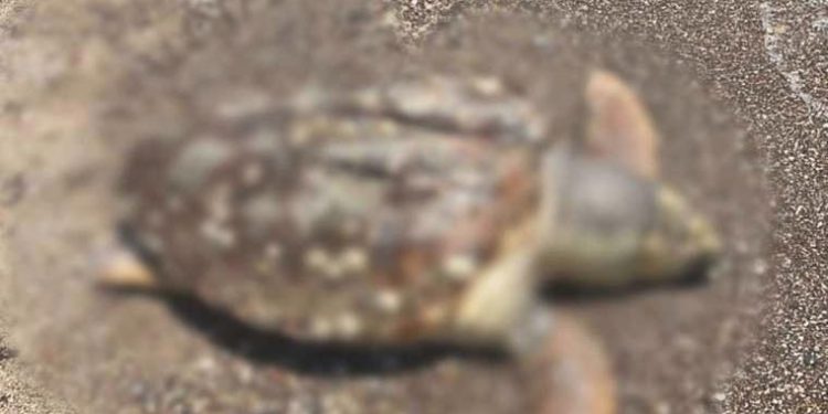 Sürat teknesinin çarptığı caretta caretta öldü