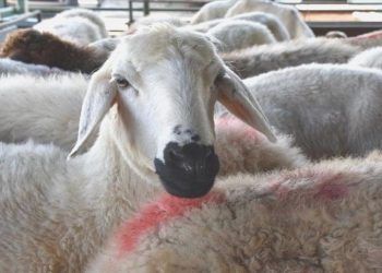 Sürüye Ayılar Saldırdı, 76 Koyun Öldü