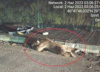 Yalova’da Ayıya Taksi Çarptı