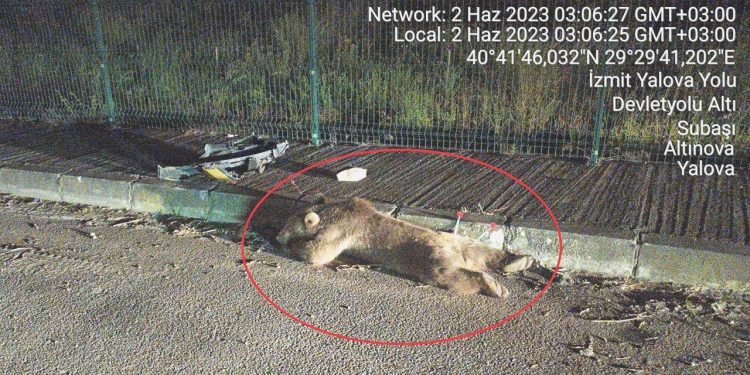 Yalova’da Ayıya Taksi Çarptı