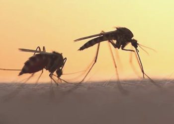 Yaz geldi…Asya kaplan sivrisineğine dikkat!… Mezarlıklardaki su kapları sineğin larvaları ile dolu