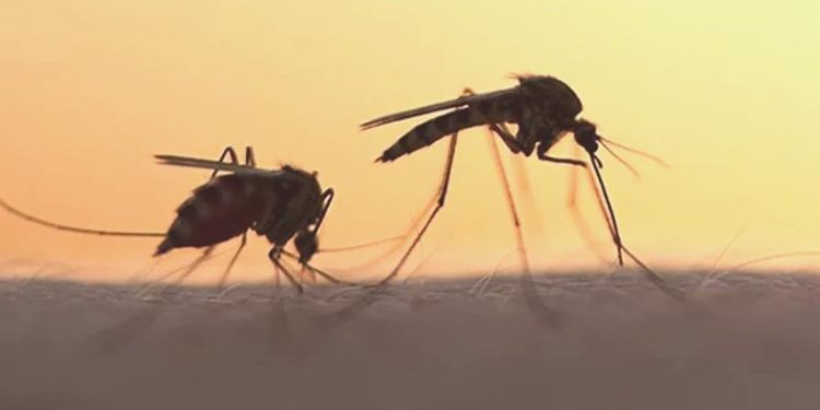 Yaz geldi…Asya kaplan sivrisineğine dikkat!… Mezarlıklardaki su kapları sineğin larvaları ile dolu