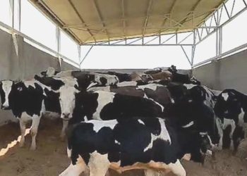 28 ineği çalıp, 3.5 milyon liraya sattı