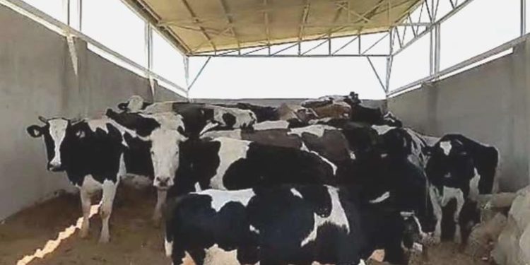 28 ineği çalıp, 3.5 milyon liraya sattı