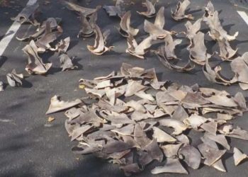 28 ton kaçak köpekbalığı yüzgeci ele geçirildi