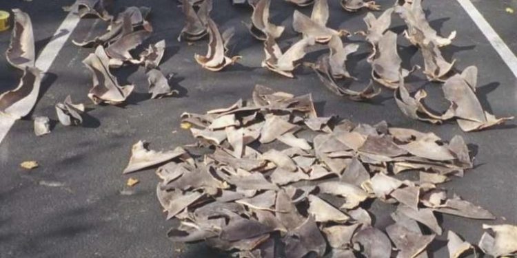 28 ton kaçak köpekbalığı yüzgeci ele geçirildi