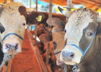 81 ile ‘kurban kesimi’ genelgesi