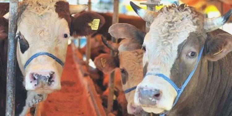 81 ile ‘kurban kesimi’ genelgesi