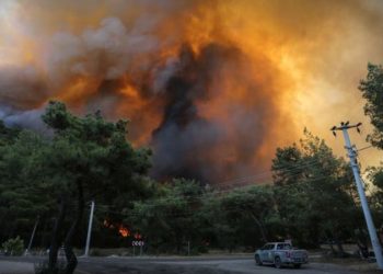 Aşırı sıcakların etkisi orman yangınlarını kaçınılmaz hale getirdi