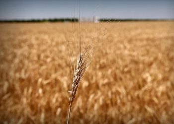 Tahıl fiyatlarında tehlikeli yükseliş