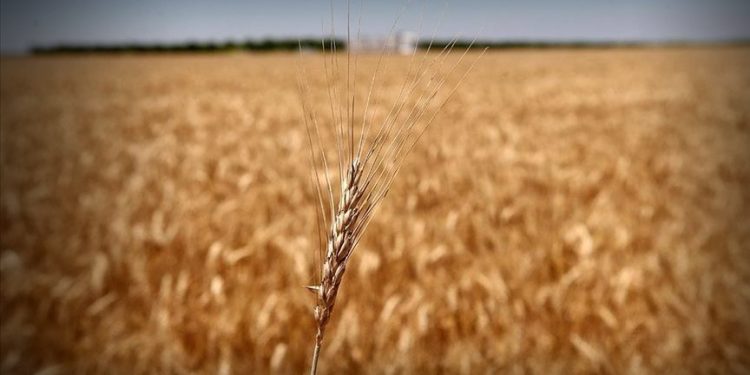 Tahıl fiyatlarında tehlikeli yükseliş