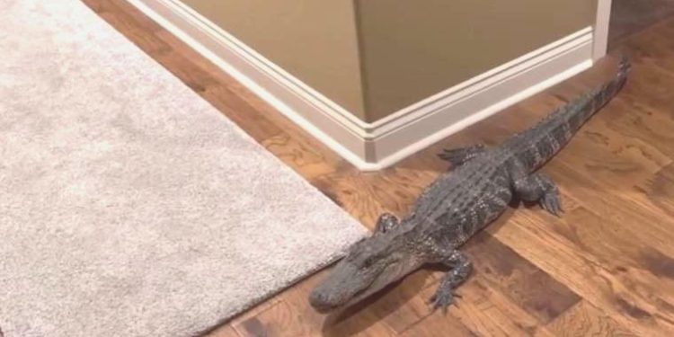 ABD’de konuta 1.5 metrelik timsah girdi