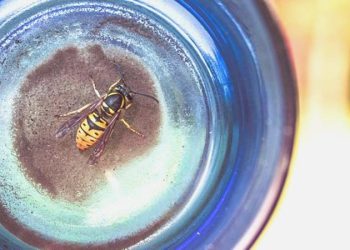 Alkol seven Asyalı eşek arıları İngiltere’yi istila etti