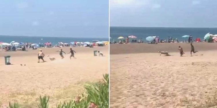 Antalya’da sahibinden kaçan kurbanlık koyun plajı birbirine kattı