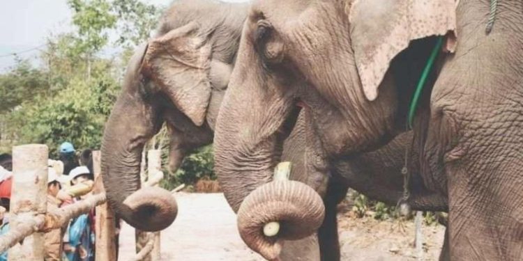 Araştırmacılara nazaran fillerin de beşerler üzere farklı yeme alışkanlıkları var