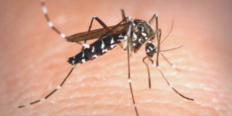 ‘Asya kaplanı’ virüs taşıyor hastalık yayıyor