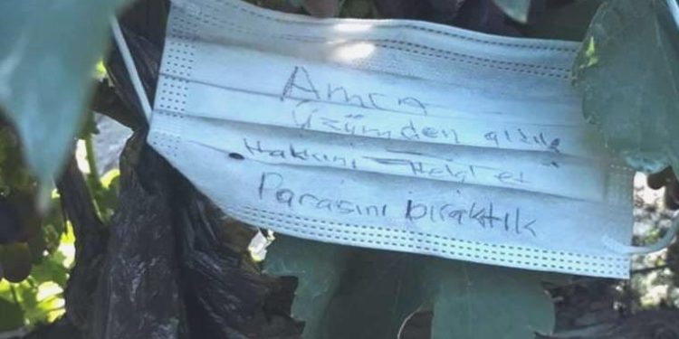 Bağdan kopardıkları üzüm için para bıraktılar