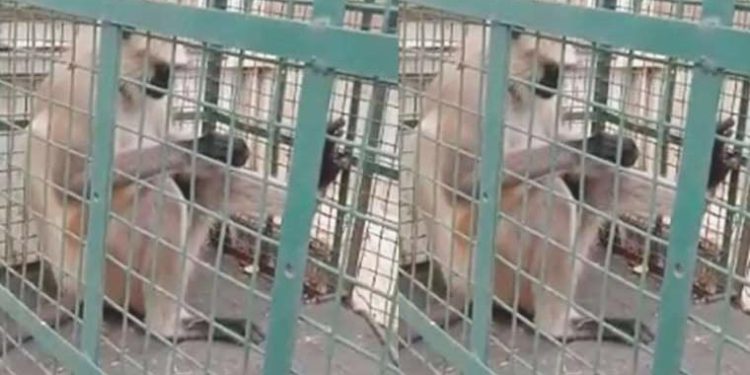 Başına ödül konulan ‘aranan’ maymun, sonunda yakalandı