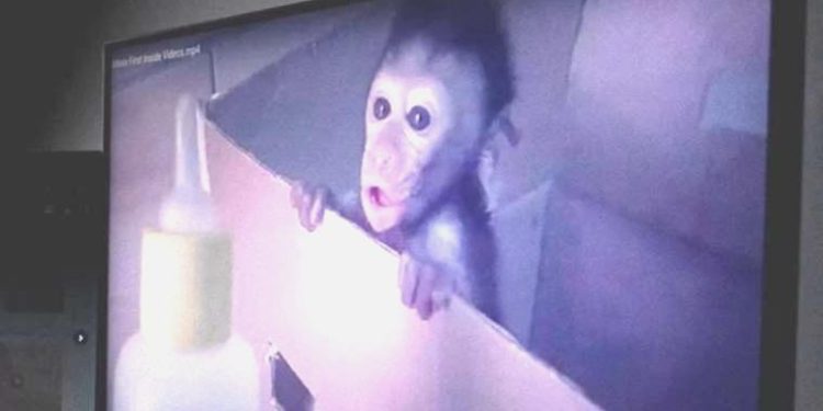 BBC, maymunlara azap yapıp, görüntülerini satan global çeteyi açığa çıkardı