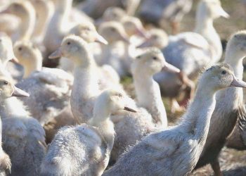 Bilim insanları bedende kuş gribine karşı tesirli bir savunma sistemi keşfetti